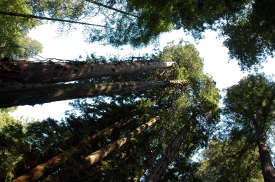 sanfrancisco-muirwoods1